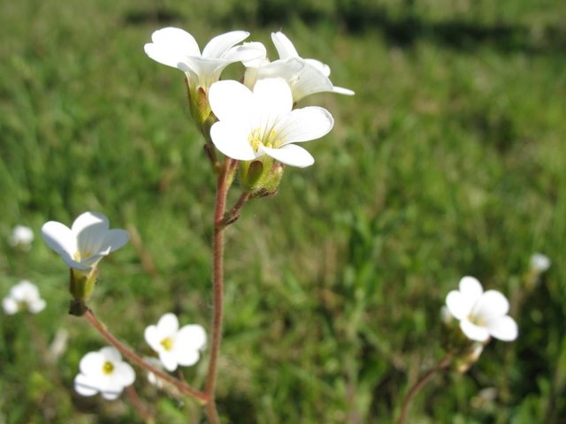 Saxifrage granulé